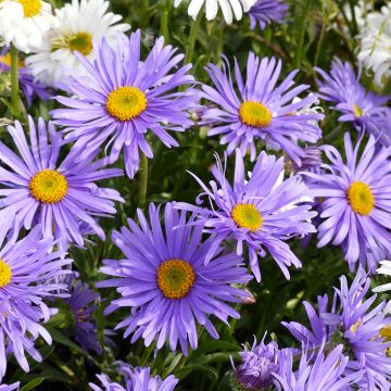 Aster alpinus Goliath seeds - Alpine daisy