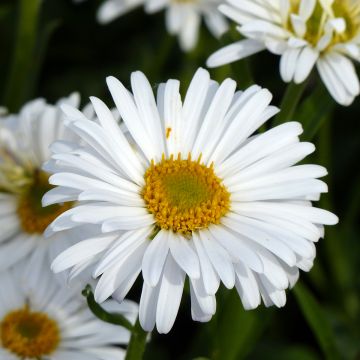 Aster alpinus White Beauty seeds
