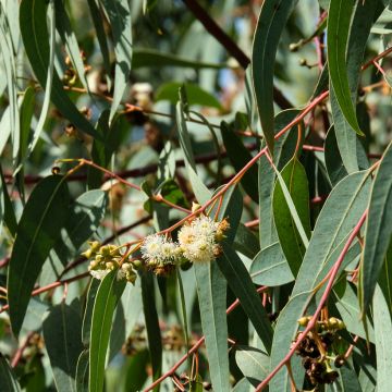 Eucalyptus globulus seeds - Blue gum