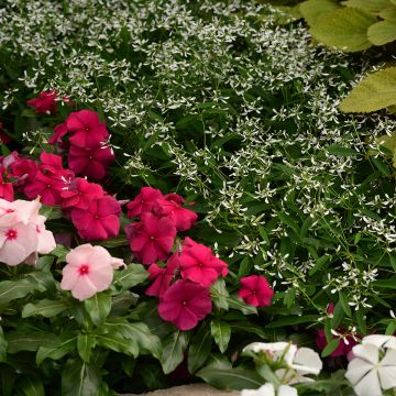 Euphorbia graminea Glamour
