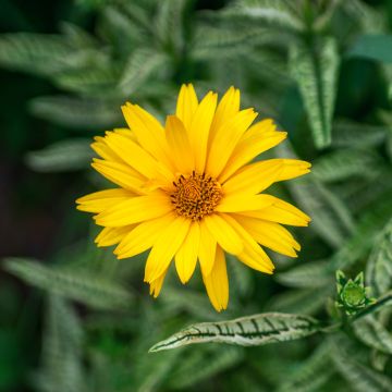 Heliopsis Helianthoides Var. Scabra Sunburst 