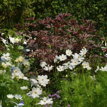 Hibiscus acetosella Mahogany Splendor seeds