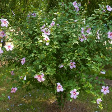 Hibiscus syriacus seeds - Rose of Sharon