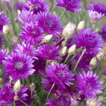 Xeranthemum annuum Superbissimum Purpureum seeds - Everlasting flower