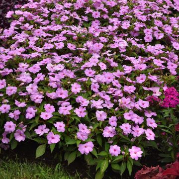 Impatiens XL Lilac Spark - Busy Lizzie seeds