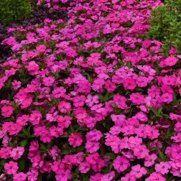 Impatiens XL Pink Jewel - Busy Lizzie seeds