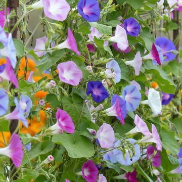 Graines d'Ipomée Lazy Luxe - Ipomoea purpurea en mélange