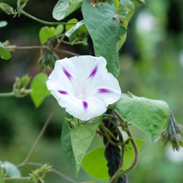 Graines d'ipomée Shiva - Ipomoea purpurea