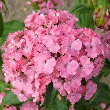 Dianthus barbatus Etournelle Light Salmon seeds - Sweet william