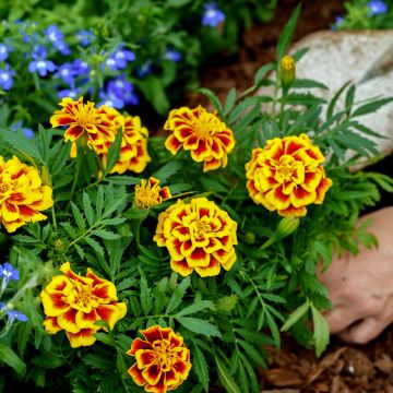 African Marigold Mango Tango seeds - Tagetes erecta