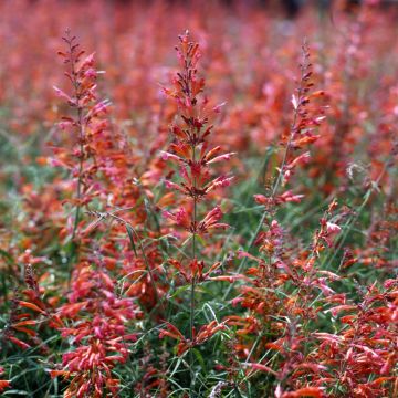 Agastache aurantiaca Apricot Sprite