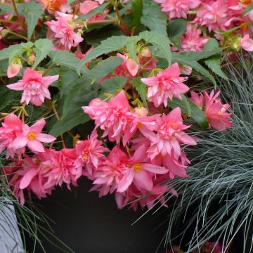 Begonia × hybrida Funky Light Pink Begonia × hybrida Funky Light Pink