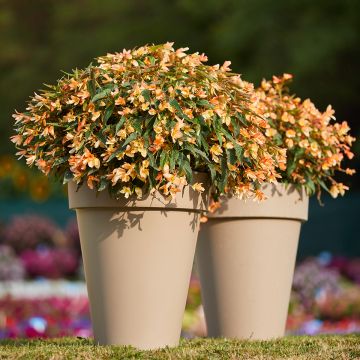 Begonia boliviensis Copacabana Tricolour coated seeds