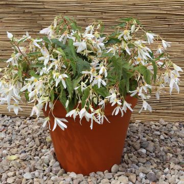 Begonia boliviensis Copacabana White coated seeds
