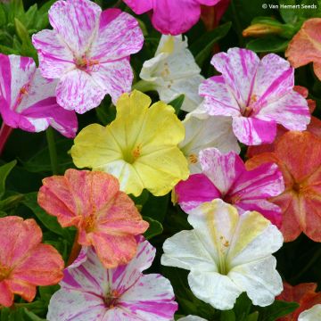 Mirabilis jalapa (Seeds)