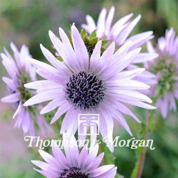 Berkheya purpurea - South African purple thistle seeds