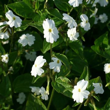 Browallia speciosa White Lady seeds - Sapphire flower Browallia speciosa White Lady seeds - Sapphire flower