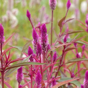 Celosia argentea Flamingo Purple seeds - Cockscomb