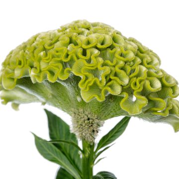 Celosia cristata Act Verda seeds - Crested Cock's-comb