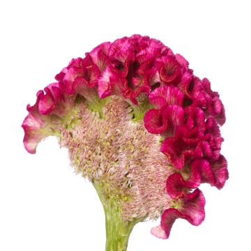 Celosia cristata Bar Bora seeds - Crested Cock's-comb Celosia cristata Bar Bora seeds - Crested Cock's-comb