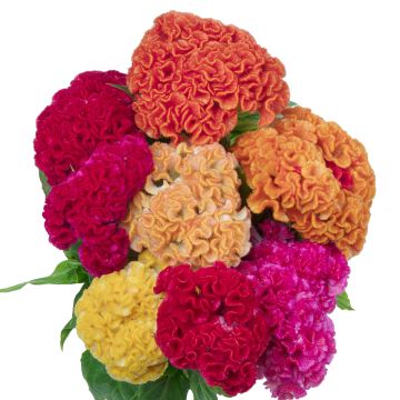 Celosia cristata Captain Mix' seeds - Crested Cock's-comb