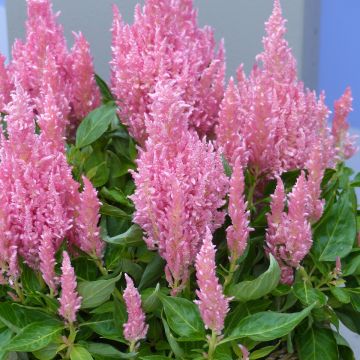 Celosia argentea Flamma Pink- Silver cock's comb seeds