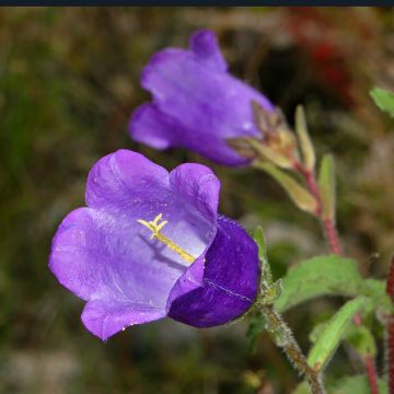 Campanula medium Blue Bell - Canterbury bells seeds Campanula medium Blue Bell - Canterbury bells seeds