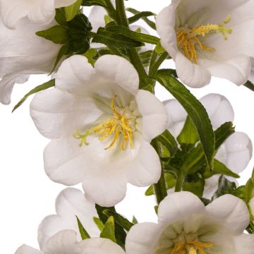 Campanula medium Big Ben White Improved coated seeds - Canterbury bells