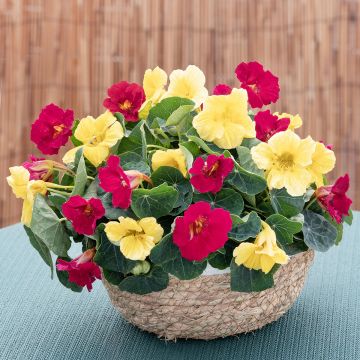 Tropaeolum minus Baby Lemon Raspberry - Dwarf Nasturtium