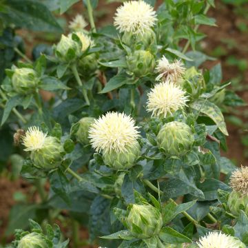 Carthamus tinctorius White Grenade seeds