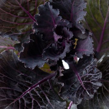 Brassica oleracea Black Leaf seeds - Ornamental kale