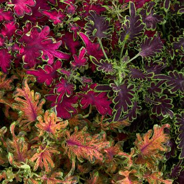 Coleus Colocha Mix seeds - Solenostemon scutellarioides