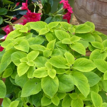 Solenostemon scutellaroides Mezmerize®​​ Bright Green - Coléus, Plectranthe fausse-scutellaire, Ortie flamboyante, Tapis monseigneur, Vieux garçon