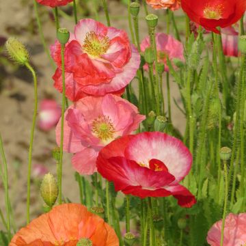 Poppy Shirley Mix organic seeds - Papaver rhoeas