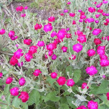 Lychnis coronaria Atrosanguineas - Rose campion seed