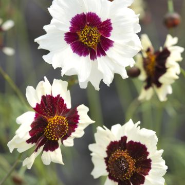 Coreopsis Incredible! Swirl Seeds - Coreopsis tinctoria Coreopsis Incredible! Swirl Seeds - Coreopsis tinctoria