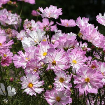 Cosmos bipinnatus Colletta Pink-White seeds - Garden Cosmos