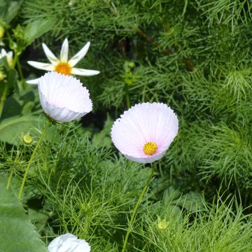 Cosmos Cupcakes Blush seeds - Cosmos bipinnatus 