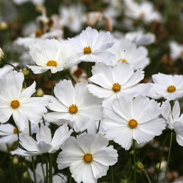 Cosmos Lucinda seeds - Cosmos bipinnatus