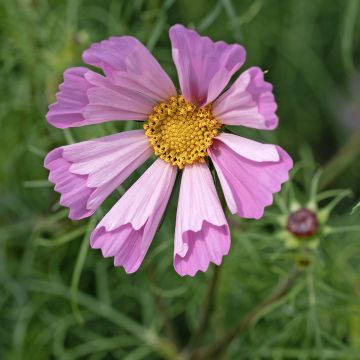 Cosmos x bipinnatus Pinwheel Pink seeds - Garden Cosmos Cosmos x bipinnatus Pinwheel Pink seeds - Garden Cosmos