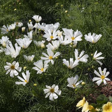 Cosmos Pinwheel White seeds - Cosmos bipinnatus 