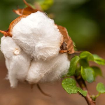 Gossypium herbaceum - Levant cotton