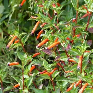 Cuphea ignea seeds - Cigar flower