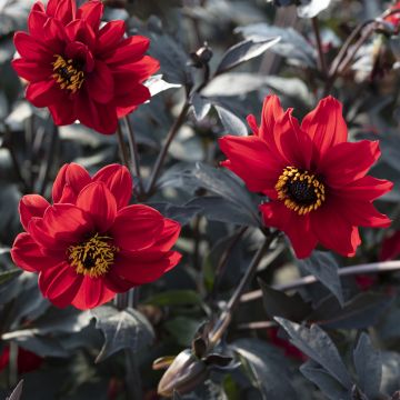 Dahlia Black Forest Ruby seeds