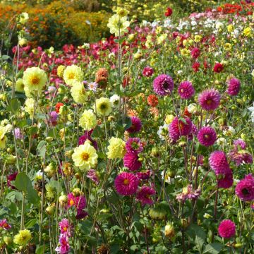 Dahlia des Jardins à petites fleurs doubles Pompon