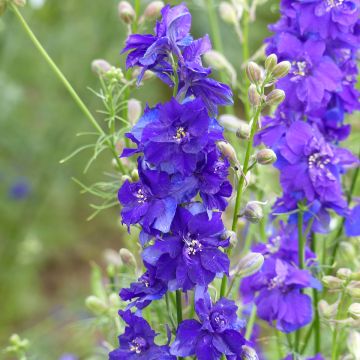 Delphinium consolida QIS Dark Blue - Larkspur seeds