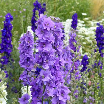Delphinium consolida Lilac seeds - Consolida Imperial QIS® Lilac, annual larkspur