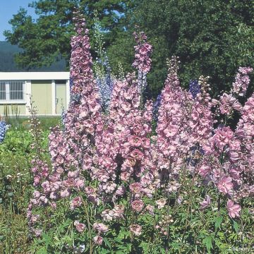 Delphinium Astolat seeds - Larkspur