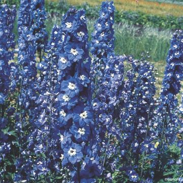 Delphinium Blue Bird seeds - Larkspurlphinium
