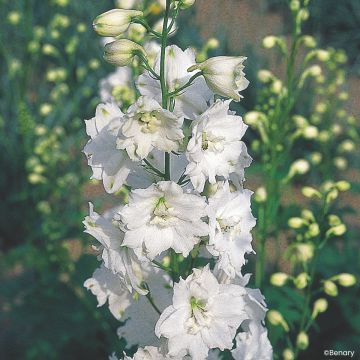 Delphinium Galahad seeds - Larkspur